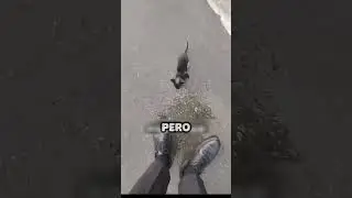 Gatito Abandonado por Sus Hermanos? &iexcl;Descubre la Verdad!