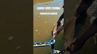Guided River Fishing in Edmonton Alberta #guidedfishing #riverfishing #northsaskatchewanriver #yeg