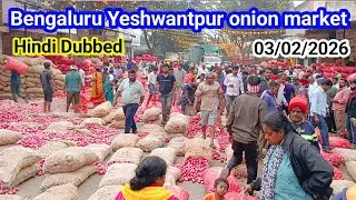 Today Bengaluru Yashwantpur Onion Mandi Rate – Jump 🚀 or Down 📉? Onion Kanda iroli vengai pyaj mandi