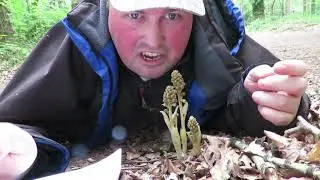My Norfolk Orchid Hunt (Part 3) - Bird's-nest Orchid