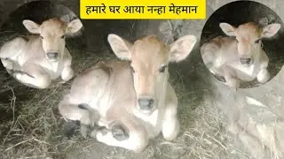हमारे घर आया नन्हा मेहमान||मेरी दादी की बातें सुनो #villagelife #villagerlifestyle #phadivibes#vlog 