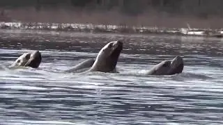 Kayaking with Sea Lion on Skeena River during Ooligan Run on March 8 2020