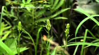 Gifts at Work: Minnesota Landscape Arboretum - Take a Quick Tour of the Bog