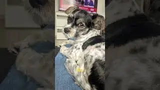 #dog #politics