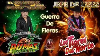 Corridos de Fieras Los Pumas Del Norte VS Los Tigres Del Norte