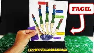 MEJORA TU NOTA 🔵 Como Hacer La Maqueta De Los Huesos De La Mano /🍀 Maqueta De Los Huesos De La Mano