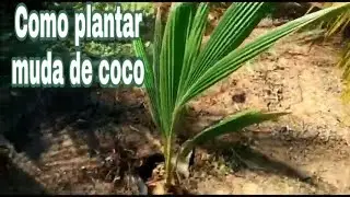 COMO PLANTAR MUDA DE COCO DO JEITO FÁCIL E PRÁTICO
