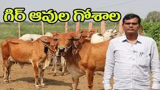 గిర్ ఆవుల గోశాల లీటర్ 100 | Gir Cows Farming | Gir Cows Gaushala In Telugu | Manjunath-9945138552