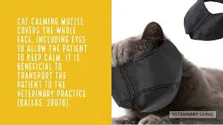 Veterinary First Aid for Feline Poisoning