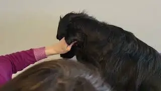 Klipping av Flat-coated Retriever