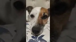 Jack Russell terrier Treisy and Azzuro ❤️ #jackrussellterrier