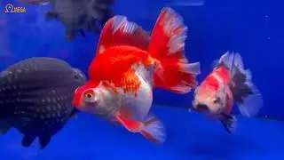 C&aacute; v&agrave;ng RYUKIN - Nguồn gốc, đặc điểm sống