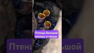 Птенцы Большой Синицы в гнезде. Great Tit Chicks. #birds #greattit #chicks #синицы #птенцы #wildlife