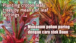 Cara MudaH Memperbanyak Puring Dengan Cara Stek Daun
