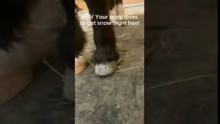 Stormy loves to have snow high heels. #snowhighheels #winterpony #equestrianlifen #winterequestrian