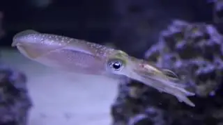 Bigfin Reef Squid on the Hunt