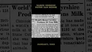 World Record Setting Cow (1925)
