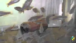 Mogurnda adspersa