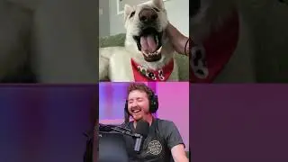 Dog With Underbite Named Phteven