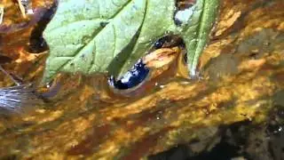 Insectes Aquatiques Du Qu&eacute;bec