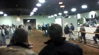 Ky After Christmas Sale - The Spotlight Sale - Stewart Little Walking Horse