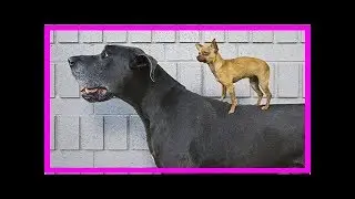C&oacute;mo se calcula la edad de los perros