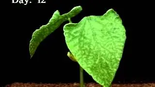 Chlorsulfuron on bean