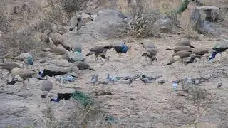 The Grain feeding by birds together at Kot dam, Shakambhari @tissy