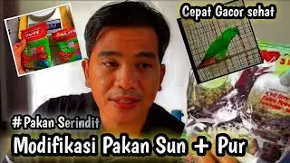 Apa Pakan Alternatif Burung Serindit