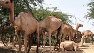 A Camel is Breed feeding Baby camel in Big Camel Herd in Desert | Camel Video