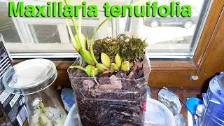 Maxillaria tenuifolia The Coconut Orchid Growing Indoors