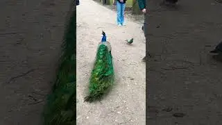 Paw indyjski w Łazienkach Kr&oacute;lewskich 🦚 #paw #zwierzęta #przyroda