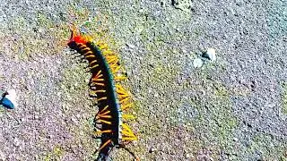 Rainbow Centipede on a Mission! 15 second uplifting Clip! Enjoy