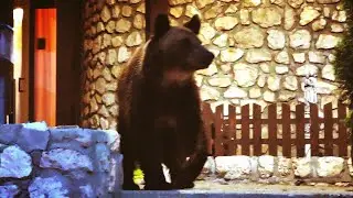 Brown bear at Predeal Romania