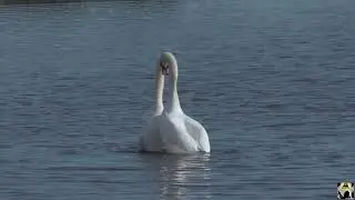 Swans Mating. Pacheco Pond, Bel Marin Keys 1.11.22