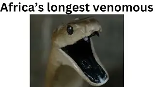 Black mamba - Dendroaspis polylepsis