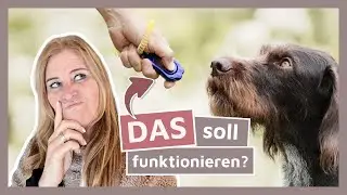 ✅ Den Hund richtig belohnen
