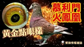 黃金傳奇！純系慕利門火鳳凰黃金點眼欉種公，育種黃金眼欣賞 #種鴿 #根王鴿舍 #色鴿 #鴿子 #銘鴿 #養鴿 #pigeon #五洲賽鴿