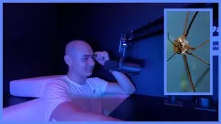 Insects Experiencing An Existential Crisis