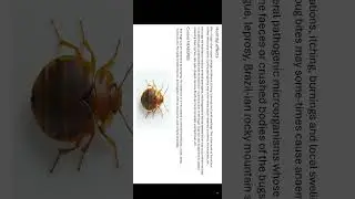 Insect as enemies of man part 1