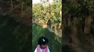 Apple Farm in USA#shorts