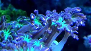 Entacmea quadricolor & clavularia papaya (bubble tips anemone and clove polyps)