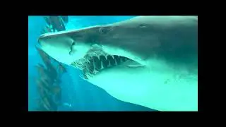 Lisbon Aquarium: Discovering Aquatic Marvels in Portugal!