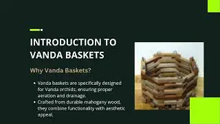 Vanda Baskets: Combining Beauty and Function for Orchid Care