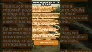 Борная Кислота на даче. Зачем и как использовать.