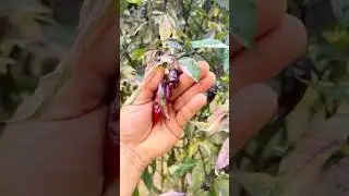Встречайте Hot Pink &mdash; полосатый супер-оттенок, которого вы ещё не видели