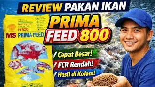 Prima Feed 800 (PF 800) Fish Food Review