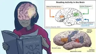 The LANGUAGE AREAS of the human BRAIN described by Psychology Professor Bruce Hinrichs
