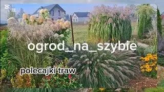 Trawy ozdobne🌾💚 - moje polecajki dla Was🌾