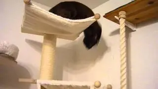Neuer Petfun mit Stoff